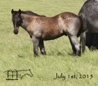 Blue Breeze's 2015 Colt